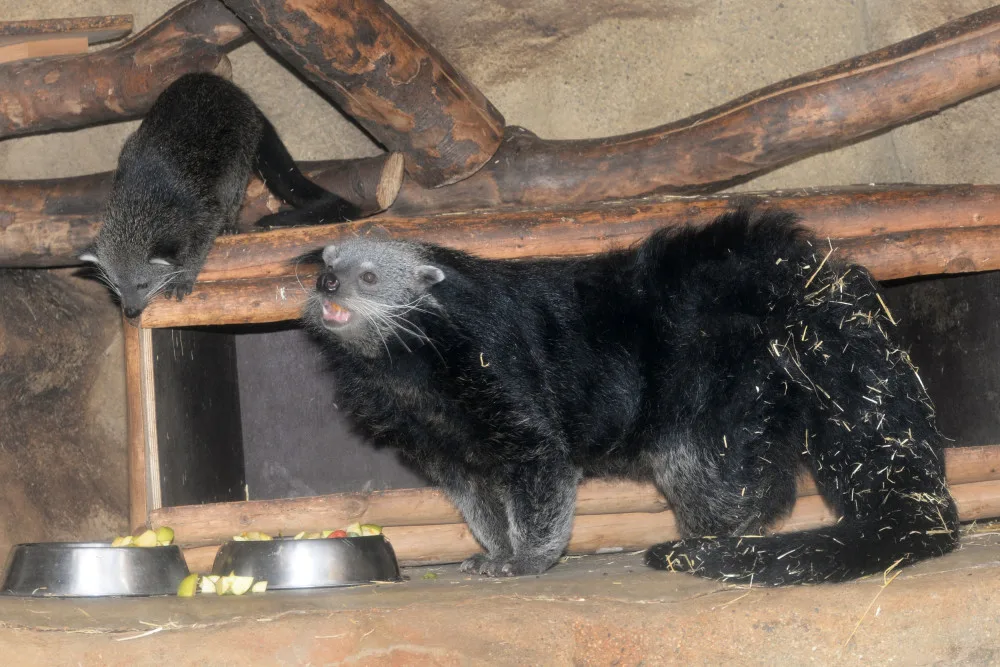 FOTO: V olomoucké zoo se narodila dvě mláďata binturonga