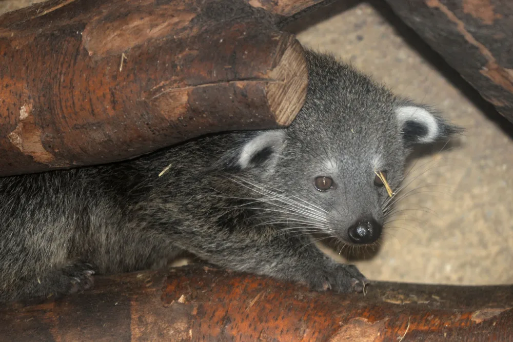 FOTO: V olomoucké zoo se narodila dvě mláďata binturonga