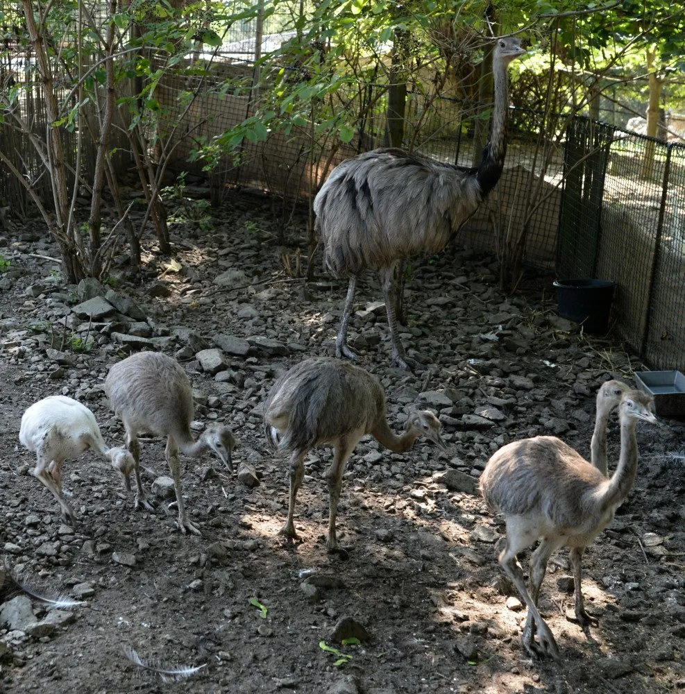 V olomoucké zoo vyseděli samci mláďata nanduů pampových