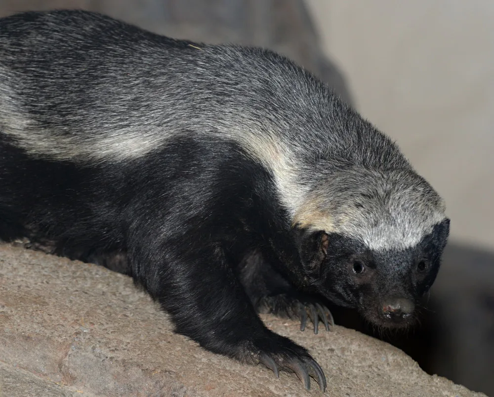 Mládě medojeda kapského z olomoucké zoo se letos narodilo jako první na světě