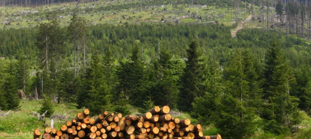 Na Přerovsku pokračuje kácení stromů zasažených kůrovcem, padne dalších patnáct hektarů