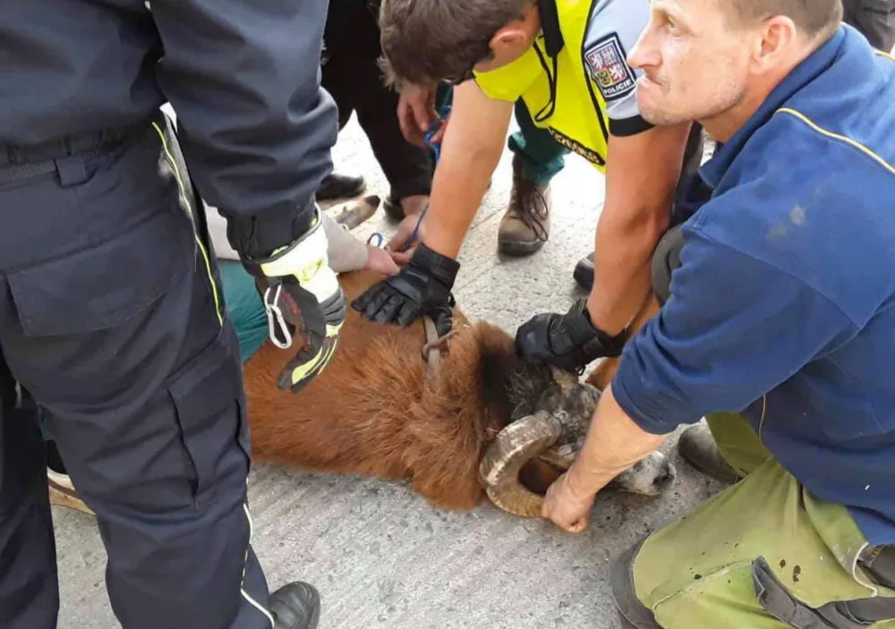FOTO: Policisté i hasiči honili berana, který na Olomoucku zastavil vlakovou dopravu a zranil svého majitele