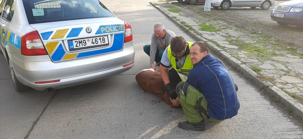 FOTO: Policisté i hasiči honili berana, který na Olomoucku zastavil vlakovou dopravu a zranil svého majitele