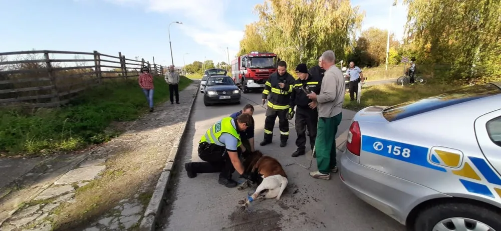 FOTO: Policisté i hasiči honili berana, který na Olomoucku zastavil vlakovou dopravu a zranil svého majitele