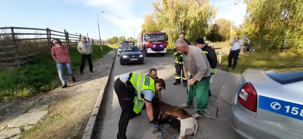 FOTO: Policisté i hasiči honili berana, který na Olomoucku zastavil vlakovou dopravu a zranil svého majitele