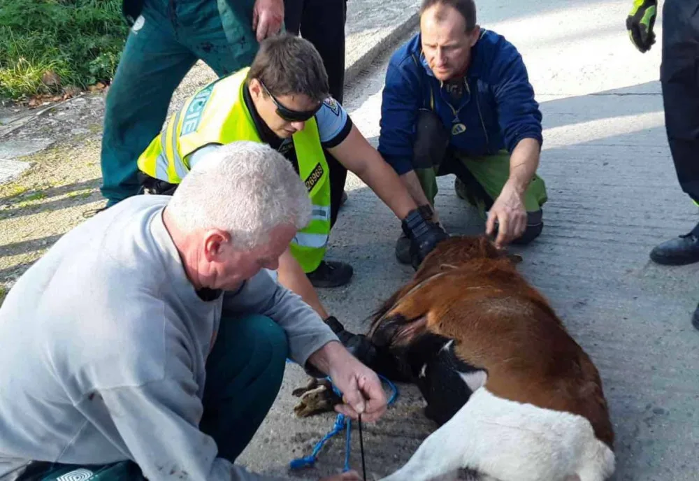 FOTO: Policisté i hasiči honili berana, který na Olomoucku zastavil vlakovou dopravu a zranil svého majitele