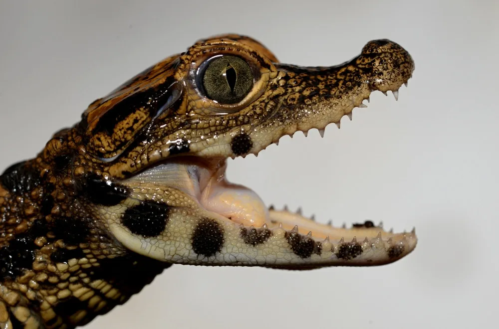 FOTO: V olomoucké zoo mají tři nová mláďata krokodýla čelnatého