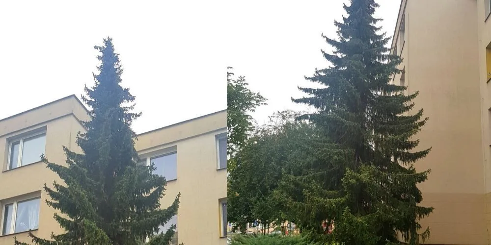 Podívejte se na letošní olomoucký vánoční strom. Bude podstatně menší než v minulých letech