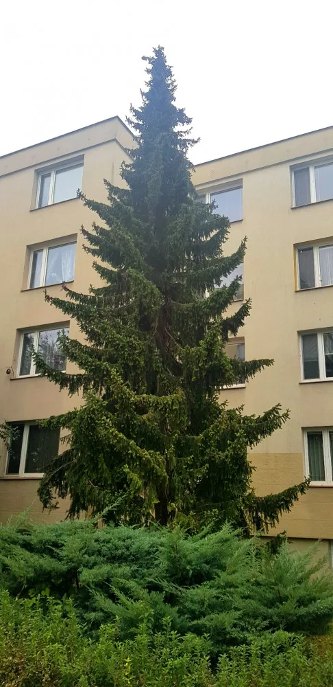 Letošní vánoční stromek, 11m