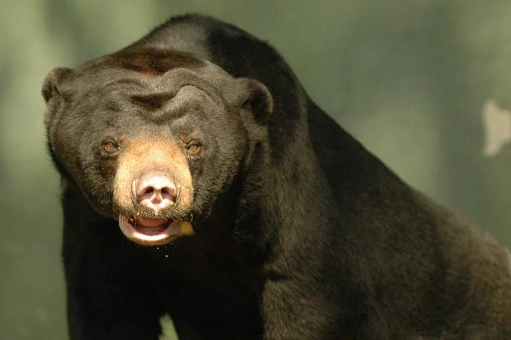 FOTO: Tvář olomoucké zoo odešla. Vzpomeňte na malajskou medvědici Báru