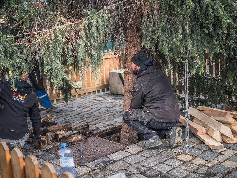 FOTO: Olomouckým vánočním stromem je jedenáctimetrový smrk. Podívejte se