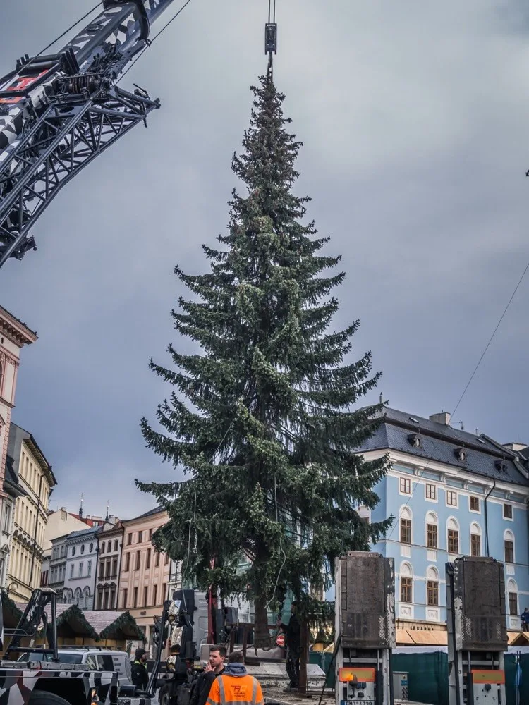 FOTO: Olomouckým vánočním stromem je jedenáctimetrový smrk. Podívejte se