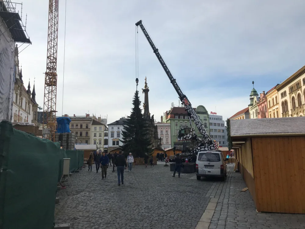 FOTO: Olomouckým vánočním stromem je jedenáctimetrový smrk. Podívejte se