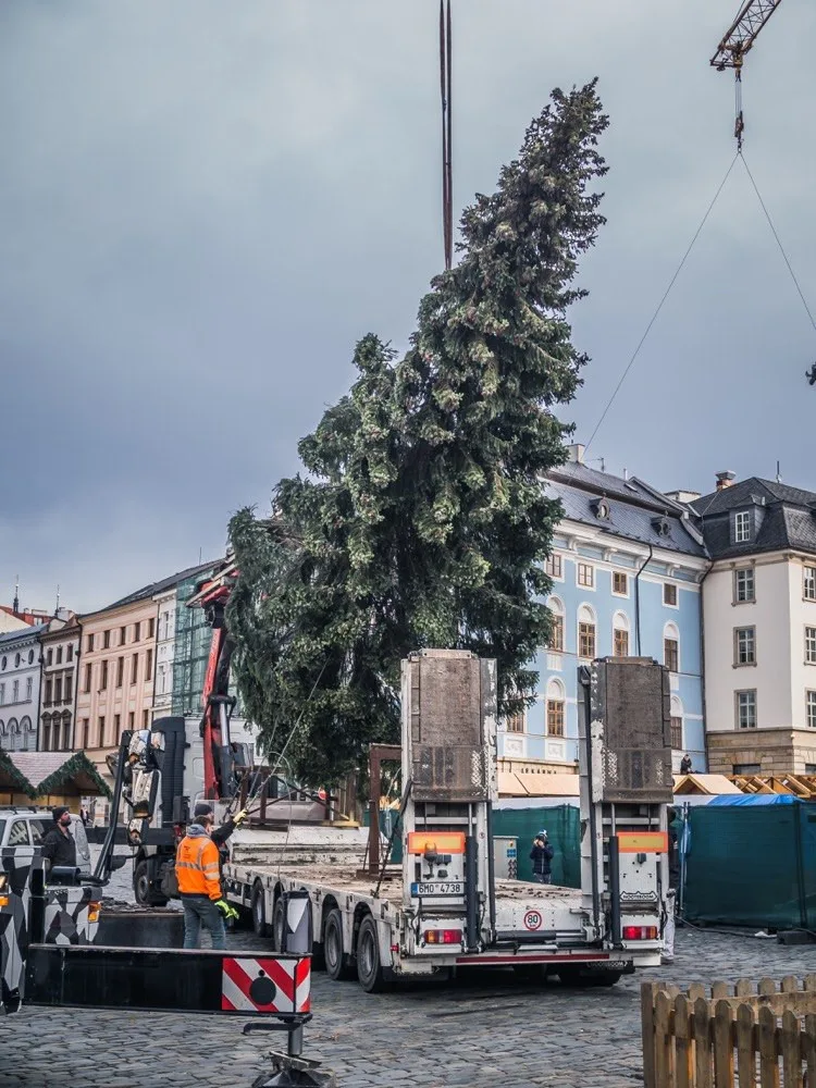 FOTO: Olomouckým vánočním stromem je jedenáctimetrový smrk. Podívejte se