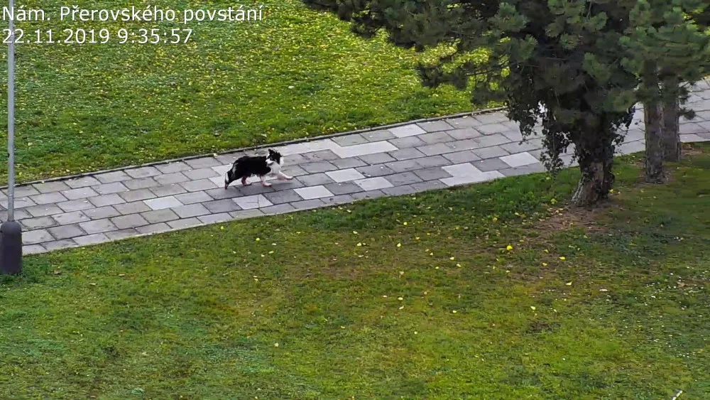 FOTO: Zakrvácený pes se toulal městem. Najít ho pomohli strážníci