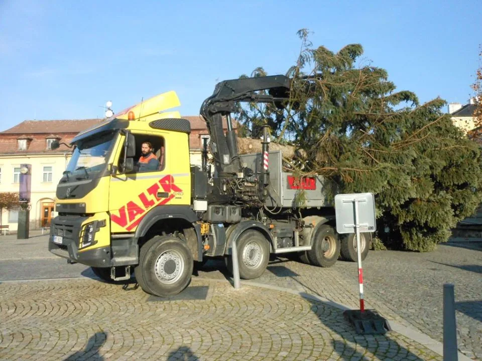 FOTO: Ve Šternberku už stojí vánoční strom. Je z Bohuňovic a rozsvěcovat se bude v neděli