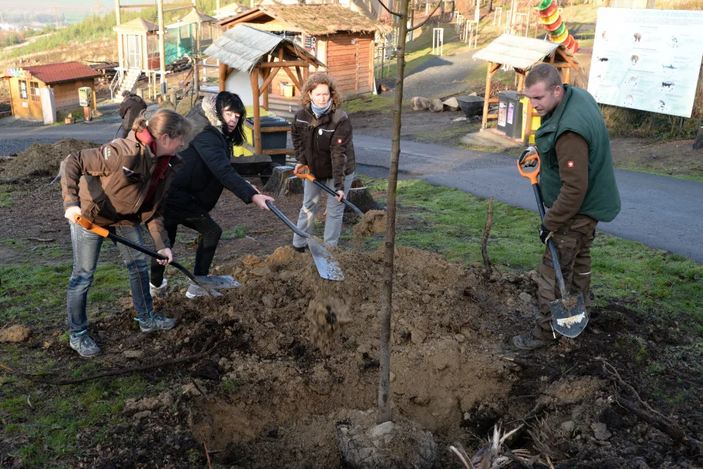 FOTO: Pracovníci olomoucké ZOO rozhodli o výsadbě nových stromů a plán hned uskutečnili