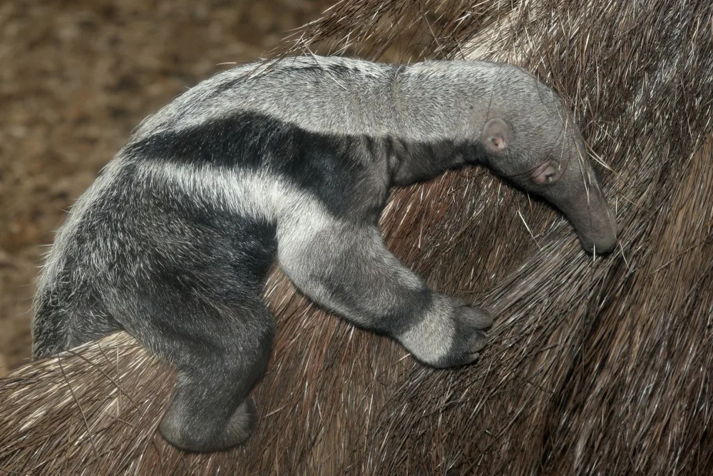 V olomoucké zoo se narodil pátý mravenečník