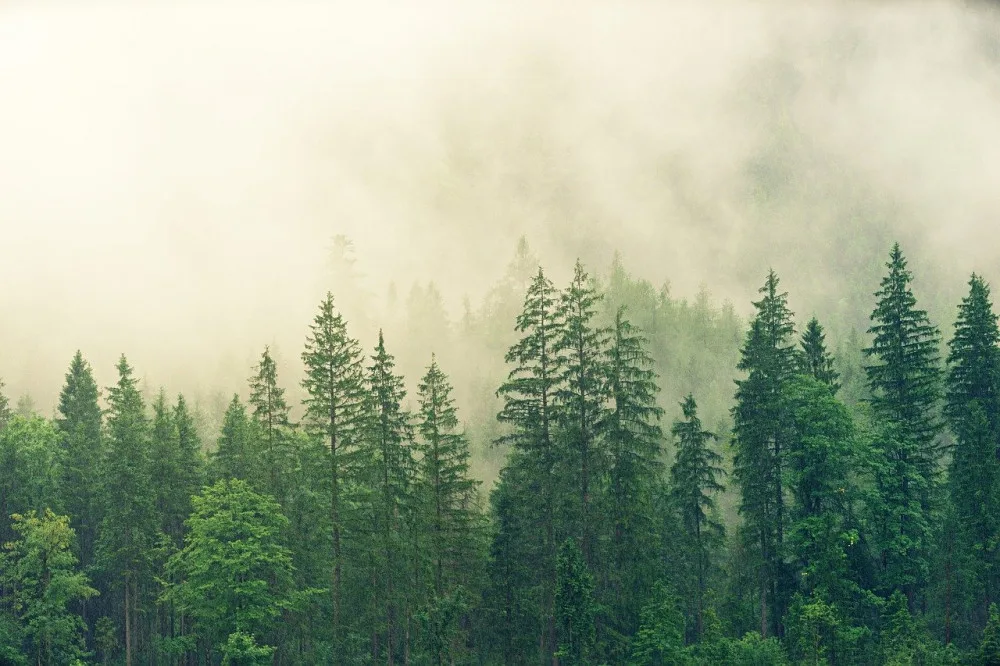 fog-3622519_1280