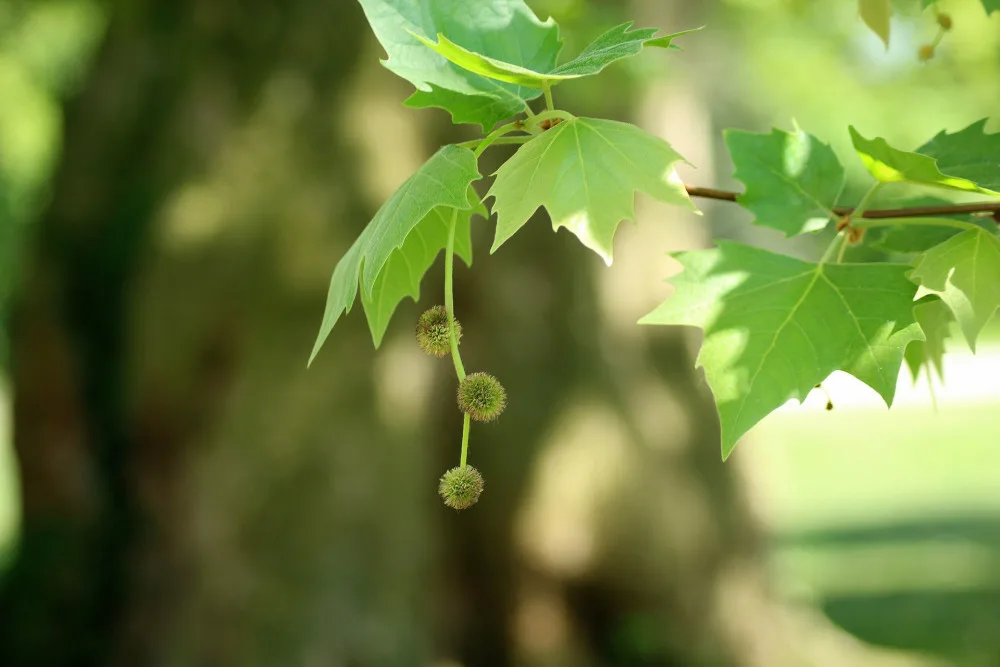 platanus-3382539_1920