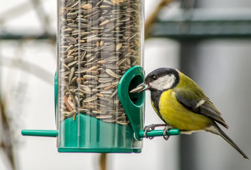 tit-3980022_1920