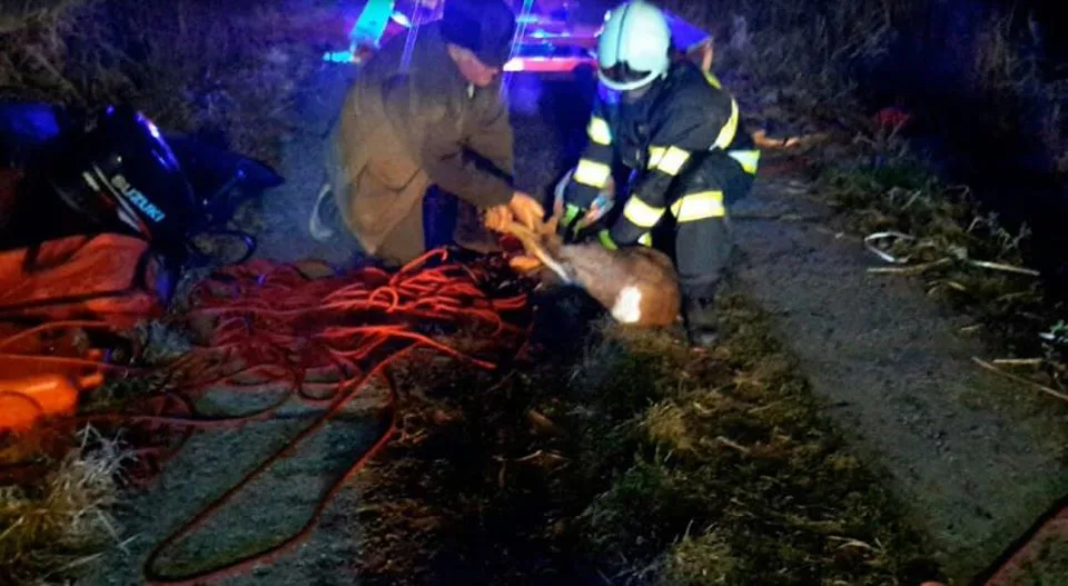 FOTO: Hasiči zachraňovali v jednom z tovačovských rybníků srnku, propadl se pod ní led