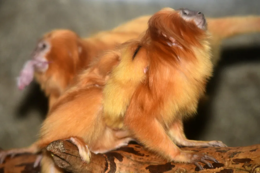 Mláďata lvíčka zlatého ZOO Olomouc