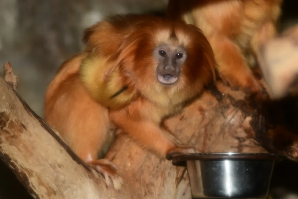 Mláďata lvíčka zlatého ZOO Olomouc