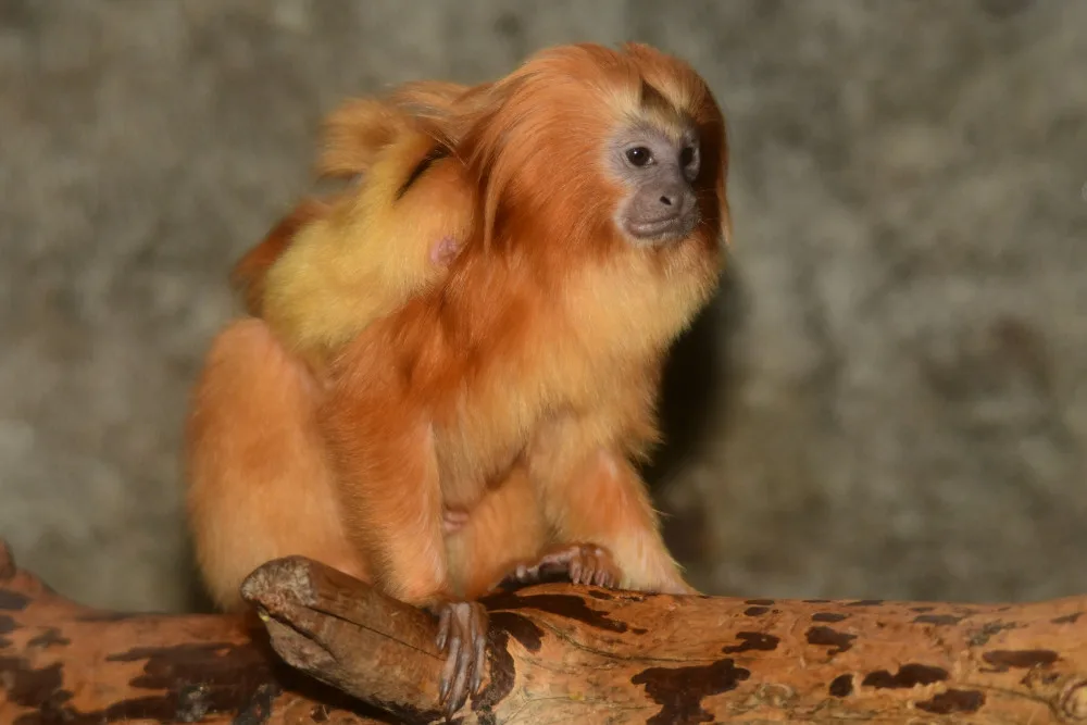 Mláďata lvíčka zlatého ZOO Olomouc