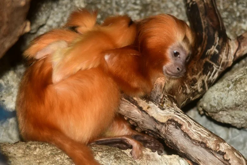 Mláďata lvíčka zlatého ZOO Olomouc