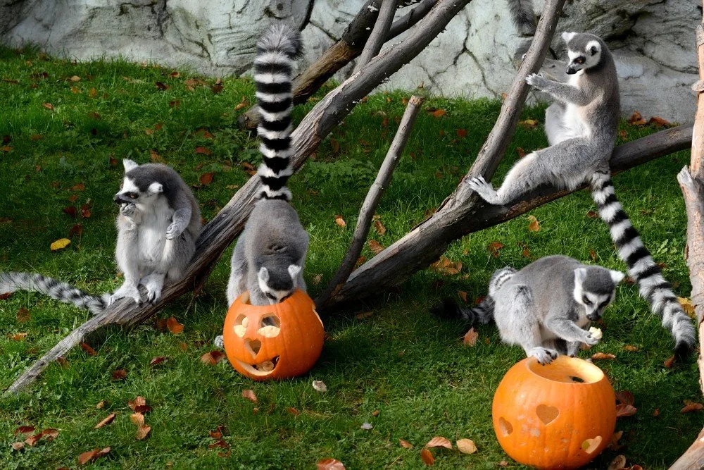 Ilustrační foto ZOO Olomouc