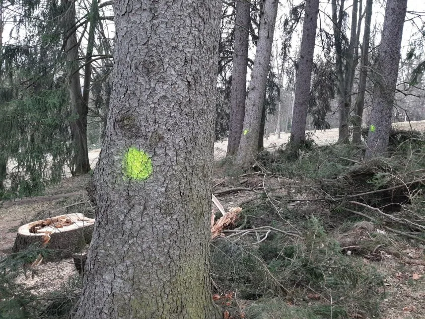 V jesenických sadech musí k zemi dalších 15 stromů. Silný vichr jich skolil už 50