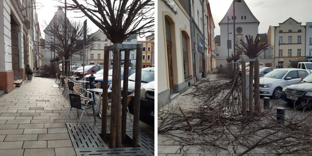 Stromy na Dolním náměstí razantně změnily svou podobu