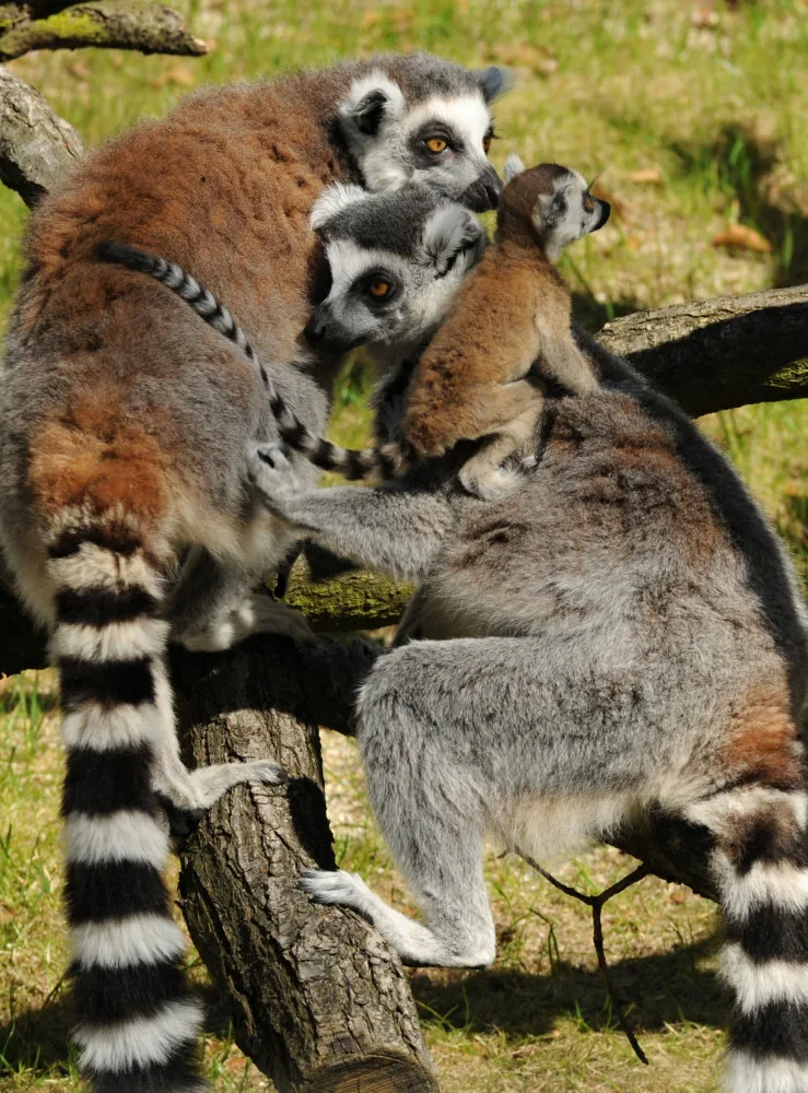 FOTO: Mláďata lemurů už skotačí ve venkovním výběhu