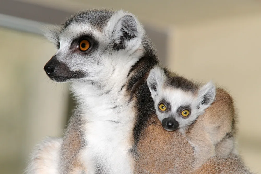 FOTO: Mláďata lemurů už skotačí ve venkovním výběhu