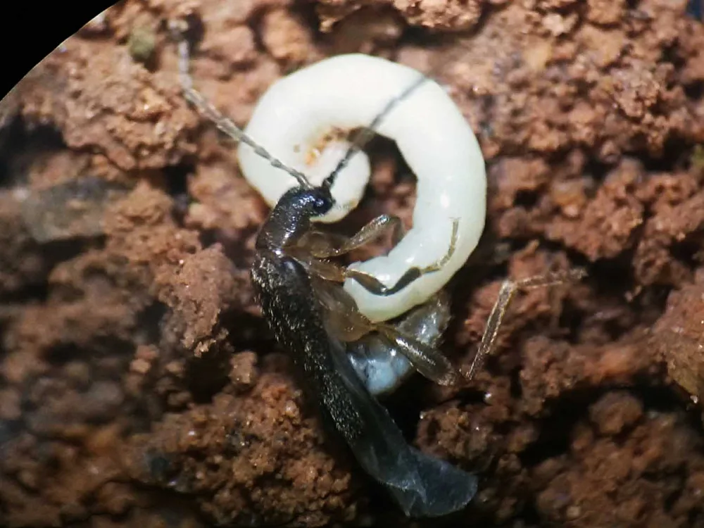 Kopulace nového druhu Jurasai