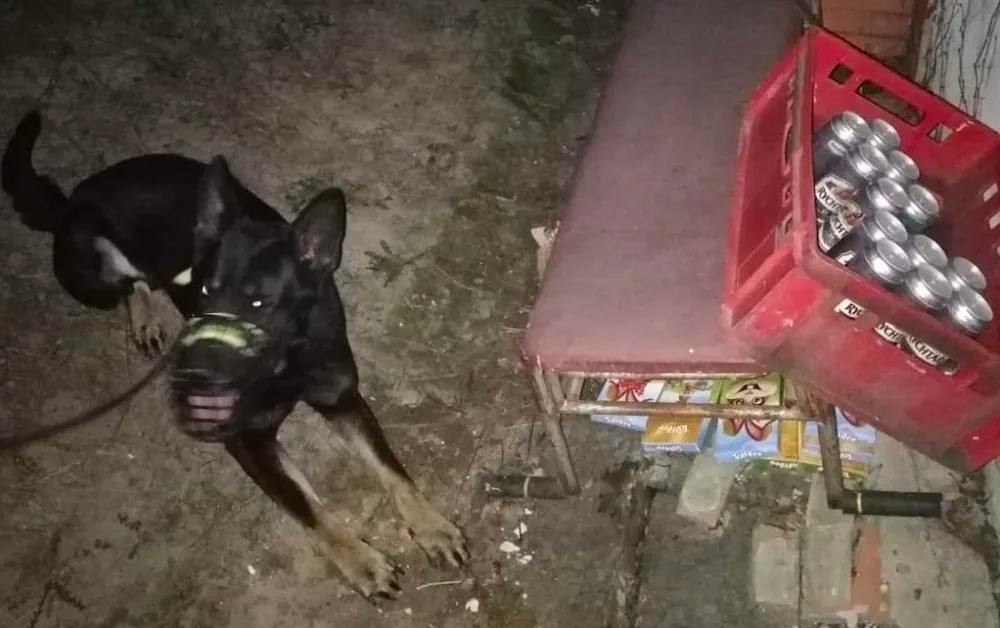 Policejní pes Inki si k vlastním narozeninám nadělil skvělý úspěch, vyčenichal zlodějův lup