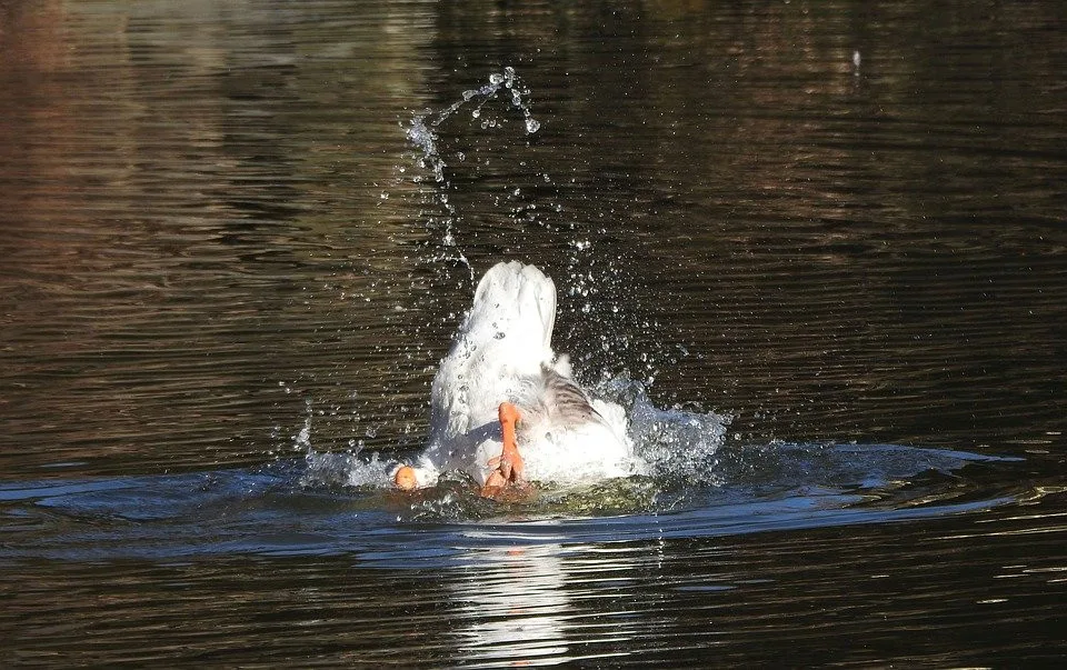 goose-3996975_960_720