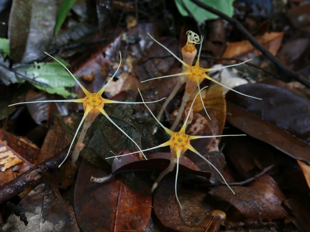 Thismia Ornata