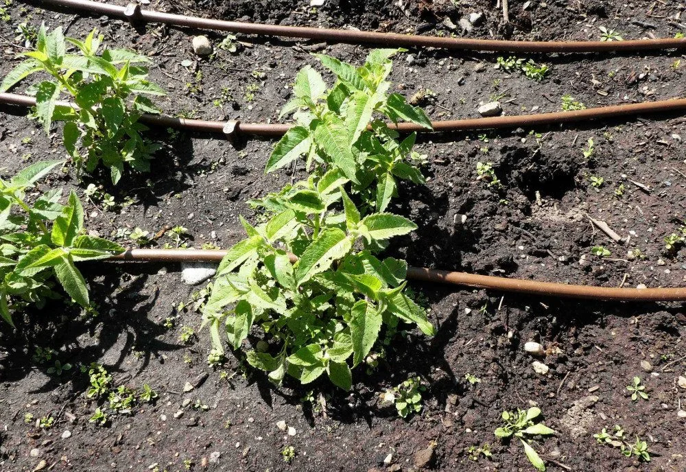FOTO: Zloděj řádil v botanické zahradě. Ze záhonu pro nevidomé vytrhal tři desítky rostlin