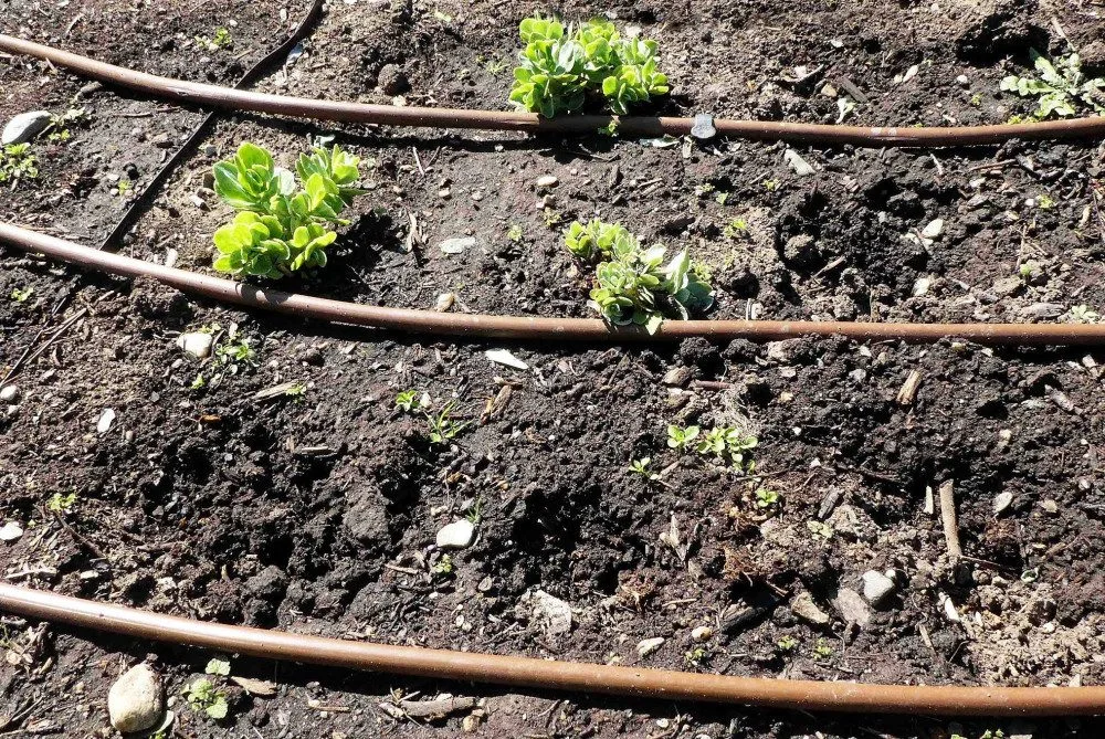 FOTO: Zloděj řádil v botanické zahradě. Ze záhonu pro nevidomé vytrhal tři desítky rostlin
