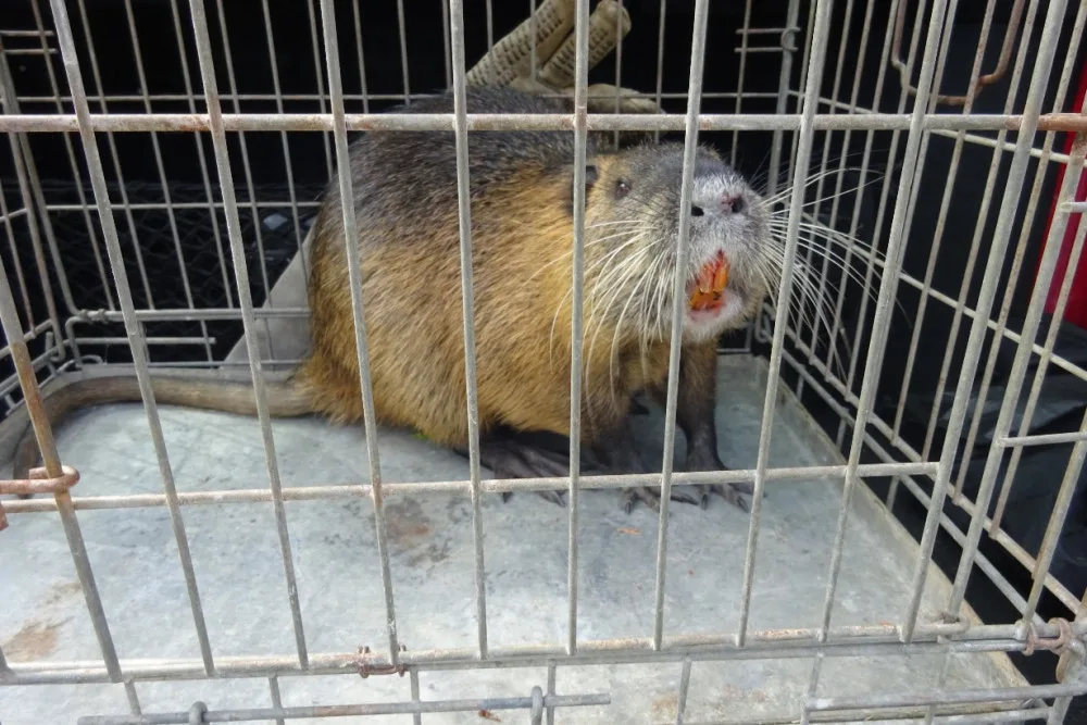 Žena se bála bobra na své zahradě. Strážníci nakonec odchytili nutrii