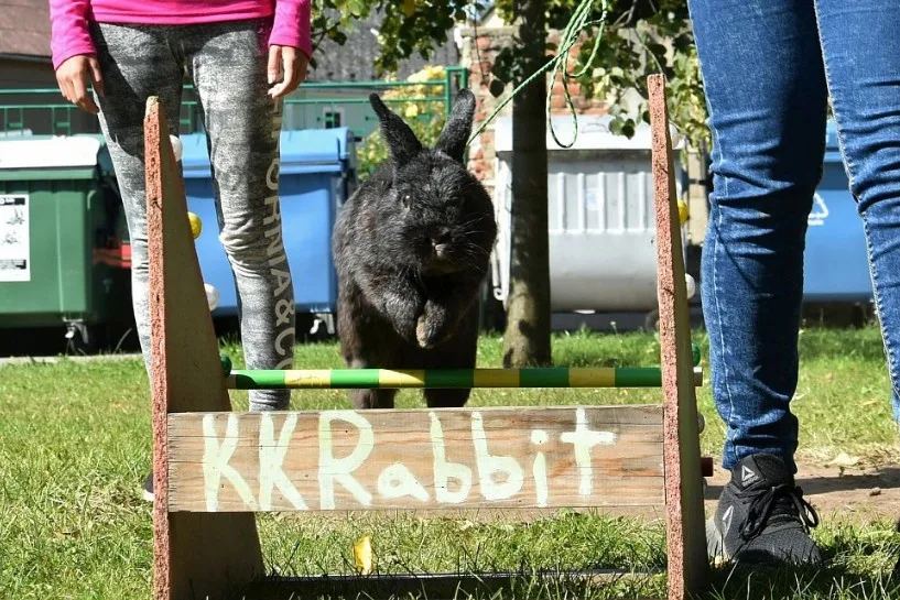 Na přerovské výstaviště zamíří o víkendu chovatelé králíků, drůběže, holubů i okrasného ptactva