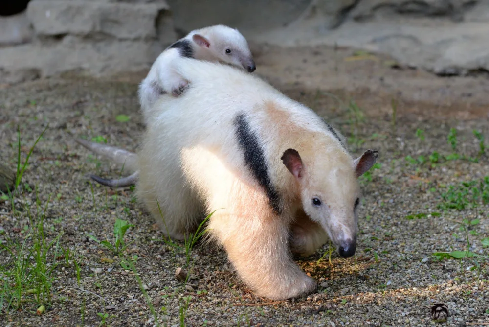Další přírůstek mezi mravenečníky v olomoucké zoo. S lenochody tam tvoří jednu rodinu