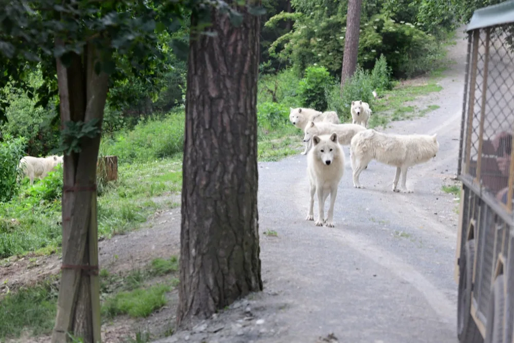 FOTO: První vlčí safari v republice! Olomoucká zoo dnes zahájila provoz safarivláčku
