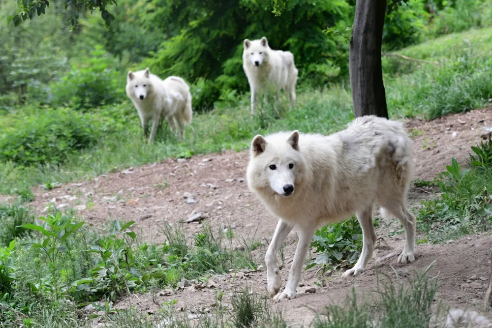 FOTO: První vlčí safari v republice! Olomoucká zoo dnes zahájila provoz safarivláčku