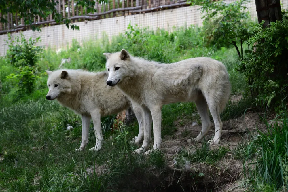 FOTO: První vlčí safari v republice! Olomoucká zoo dnes zahájila provoz safarivláčku