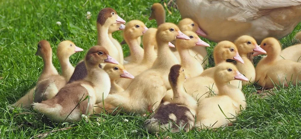 ilustrační foto