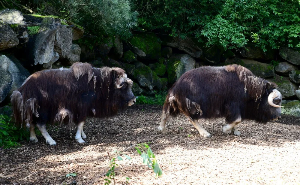 Pižmoň aljašský se do olomoucké zoo vrátil po dvou letech.