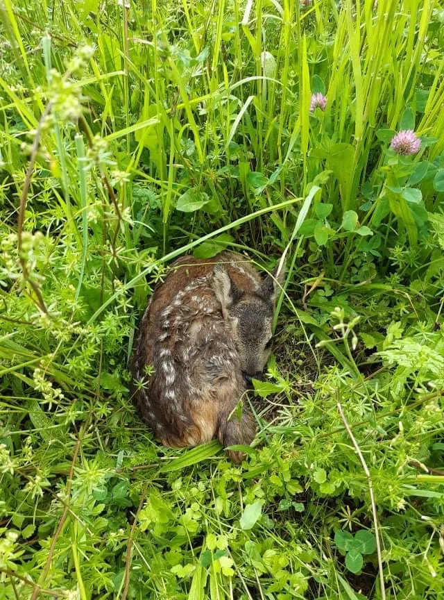 Každoročně zemřou na loukách stovky tisíc mláďat. Jejich ochrana nemůže stát jen na dobrovolnících, říká Pavla Benettová